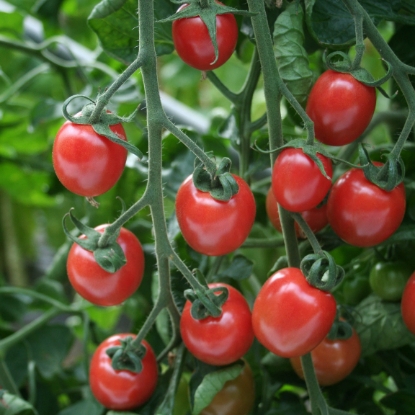 Picture of Tomato Sunpeach F1
